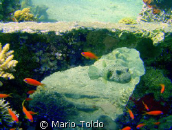 Pufferfish under coral bridge by Mario Toldo 